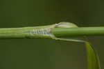 Rufous bulrush